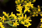 Wrinkleleaf goldenrod